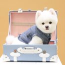 반려동물과함께하는#설렘 이미지