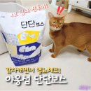 고양이 화장실모래로 혈뇨 체크까지 하는 야옹섬 단단보스