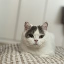 독한고양이 이미지