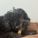 이지덴탈 | [PureA2] 강아지간식 A2우유 이지츄 관절 강아지덴탈껌 후기