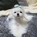 말티즈 썸머컷하러 P&amp;P동물병원 다녀왔어유~