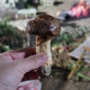 백자리 마을회관 | 100만원 송이버섯 안동 어디서 캤는겨 - 자연산 송이 시세 및 가격