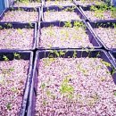 수정동희망마을 수직농장 사회적협동조합 이미지