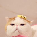 스누피 이미지