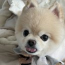 댕댕사우나 이미지