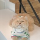 요미상점 이미지