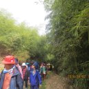 섬진강대숲길 이미지