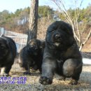 세계명견 감곡켄넬 이미지