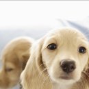 언니네강아지 이미지