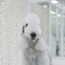 플로라그루밍독 이미지