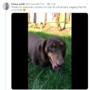 Happy tail 이미지