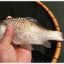 그린낚시터 이미지