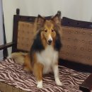 로이펫살롱 이미지