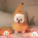 홍은애견미용 | 김포강아지분양 펫갤러리아 포메라니안 후기