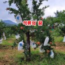고흥-11호 이미지