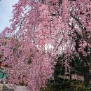 "봄꽃 절경 국내 최고 사찰, 수양벚꽃·겹벚꽃 모두 만개했어요" 부모님도 반한 힐링 명소 이미지