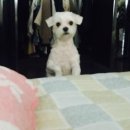 (주)콩부인 이미지