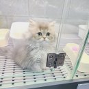 압구정 동물의료센터 이미지