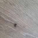 크린솔루션 | 독일바퀴벌레 새끼(유충) 난협(알집) 성충 생김새 사진 온크린 퇴치 박멸 후기