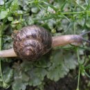 달팽이의하루 이미지