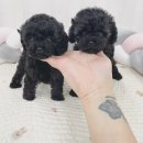 멍앤냥 강아지고양이 안양점 이미지