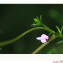 돌콩 이미지