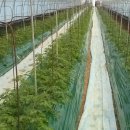 강씨농장 이미지