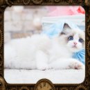 서울고양이분양 묘연 | 함안랙돌고양이분양 완전 성공적 묘연 후기