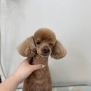 단추펫살롱
