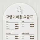 오묘 고양이카페호텔미용 이미지
