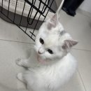 지에스25태안마검포점 네이버블로그