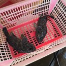 [당진/도비도항] 초보도 손맛 제대로 보는 서해안좌대낚시 추천, '무기수산' 솔직 대만족 후기!