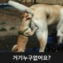 오데이지 이미지