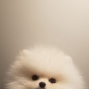 강남켄넬 이미지