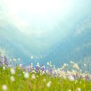 도그비잉 펫케어 이미지