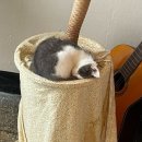 락오브피스