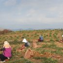 막둥이네 이미지