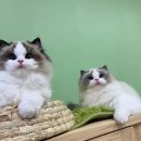 달콤하니냥 이미지