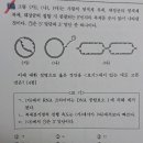 2019 PT 15번 염색체 복제 이미지