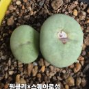 탈피철이라서 이미지