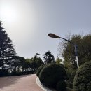 송탄견인관리사무소 | 창원 겹벚꽃 명소 개화시기 딱 맞춰 간 성산패총 겹벚꽃 실시간