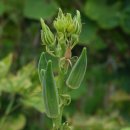 더오크라 이미지