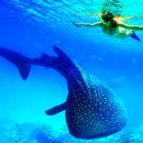 [남부] 감성스피치(2025) | ⭐[청주출발] 세부 남부투어 vs 카모테스섬 완벽 비교! 사진으로 보는 인기 코스 총정리