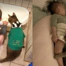 껌딱지펫 이미지