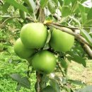 사과시험장 앞 이미지