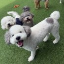 유가유치원 건너편 | 대구애견호텔/대구칠곡애견유치원 우리 강아지 자유롭게 뛰어놀 수 있는 "도기야드"