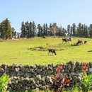 아침초원 목장 이미지