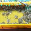 다솜이네 이미지