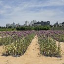 6공주꽃 | [충남 공주 가볼 만한 곳] 공주 미르섬 꽃 구경 후기!(FT. 주차 정보)