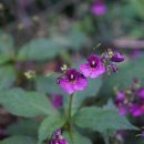 물봉선 Impatiens textorii Miq. 이미지